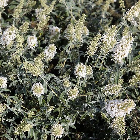 Buddleja Davidii 'White Ball' 1 Buddleja Davidii 'White Ball'