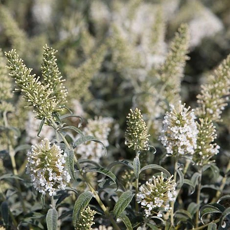 Buddleja Davidii 'White Ball' 2 Buddleja Davidii 'White Ball' - Image 2