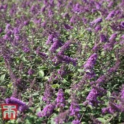 Buddleja 'Blue Chip' -Tulip Bloom BUDD T63578 C