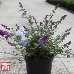 Buddleja 'Blue Chip' -Tulip Bloom BUDD T63578 D