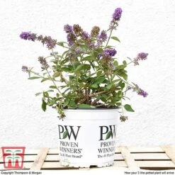 Buddleja 'Blue Chip' -Tulip Bloom BUDD T63578 F