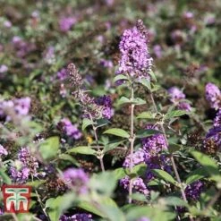 Buddleja 'Lo & Behold - Lilac Chip'