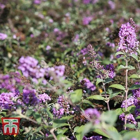 Buddleja 'Lo & Behold - Lilac Chip' 2 Buddleja 'Lo & Behold - Lilac Chip' - Image 2
