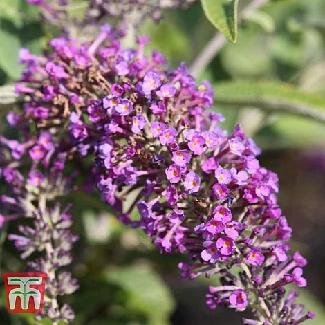Buddleja 'Lo & Behold - Purple Chip' 1 Buddleja 'Lo & Behold - Purple Chip'