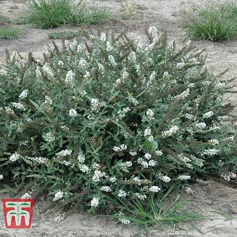 Buddleja 'Lo & Behold - White Chip' 2 Buddleja 'Lo & Behold - White Chip' - Image 2