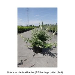 Buddleja 'Lo & Behold - White Chip' 5 Buddleja 'Lo & Behold - White Chip' -Tulip Bloom BUDD T67876 B h