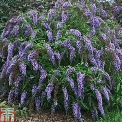 Buddleja Davidii 'Wisteria Lane' -Tulip Bloom BUDD T73682 A h