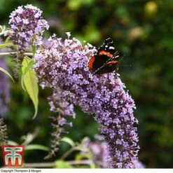 Buddleja Davidii 'Wisteria Lane' -Tulip Bloom BUDD T73682 D