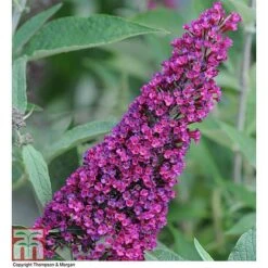 Buddleja 'Buzz&reg; Velvet'