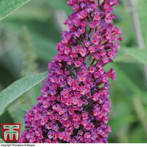 Buddleja 'Buzz® Velvet' 2 Buddleja 'Buzz® Velvet' - Image 2