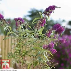 Buddleja 'Buzz® Velvet' 6 Buddleja 'Buzz® Velvet' -Tulip Bloom BUDD T77369 C