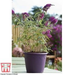 Buddleja 'Buzz® Velvet' 7 Buddleja 'Buzz® Velvet' -Tulip Bloom BUDD T77369 D