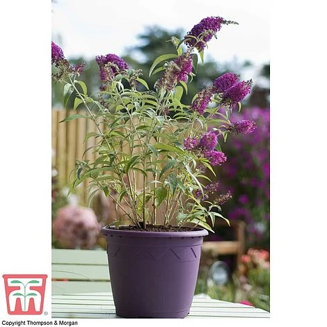 Buddleja 'Buzz® Velvet' 4 Buddleja 'Buzz® Velvet' - Image 4