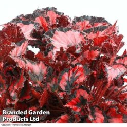 Begonia 'Red Robin'