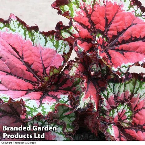 Begonia 'Satin Starburst' 1 Begonia 'Satin Starburst'