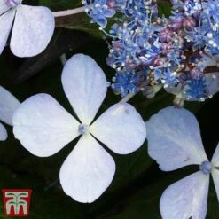 Hydrangea Serrata 'Bluebird' -Tulip Bloom Blue2