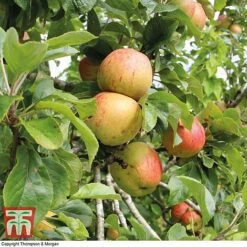 Britains Favourite Apple Tree Collection -Tulip Bloom Bramleys Seedling
