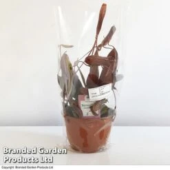 Nepenthes Alata Mix Hanging Basket 7 Nepenthes Alata Mix Hanging Basket -Tulip Bloom BrandedGP Copyright Image nepe1