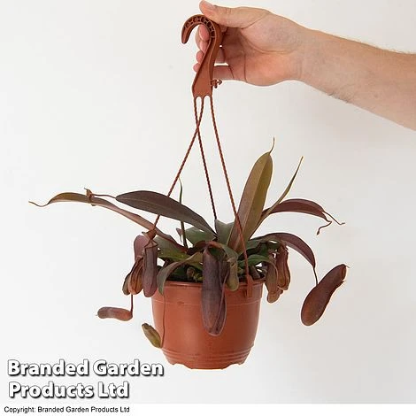 Nepenthes Alata Mix Hanging Basket 1 Nepenthes Alata Mix Hanging Basket