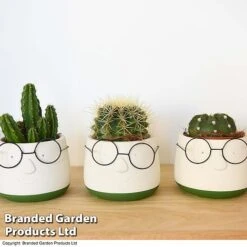 Cactus In Decorative Pot -Tulip Bloom CACT KC8512 C