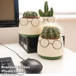 Cactus In Decorative Pot -Tulip Bloom CACT KC8512 E