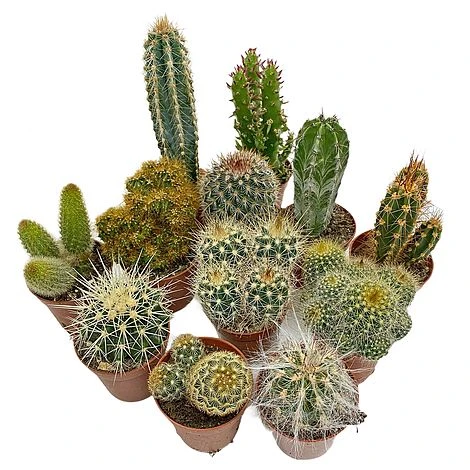5 Cactus Plants Potted Cacti Houseplants Mixed Indoor Plant Selection 1 5 Cactus Plants Potted Cacti Houseplants Mixed Indoor Plant Selection