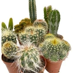 5 Cactus Plants Potted Cacti Houseplants Mixed Indoor Plant Selection 9 5 Cactus Plants Potted Cacti Houseplants Mixed Indoor Plant Selection -Tulip Bloom CACTUSMIX 3