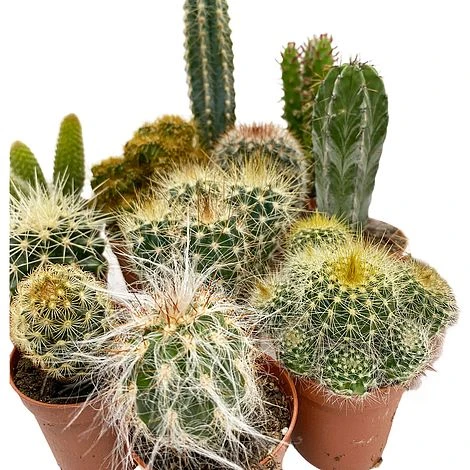 5 Cactus Plants Potted Cacti Houseplants Mixed Indoor Plant Selection 4 5 Cactus Plants Potted Cacti Houseplants Mixed Indoor Plant Selection - Image 4