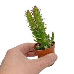 5 Cactus Plants Potted Cacti Houseplants Mixed Indoor Plant Selection 10 5 Cactus Plants Potted Cacti Houseplants Mixed Indoor Plant Selection -Tulip Bloom CACTUSMIX 5