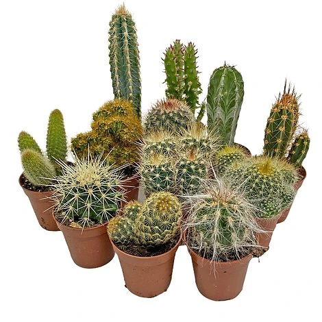 5 Cactus Plants Potted Cacti Houseplants Mixed Indoor Plant Selection 2 5 Cactus Plants Potted Cacti Houseplants Mixed Indoor Plant Selection - Image 2