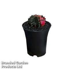 Cactus Gymnocalycium Mihanovichii F. Variegata Mixed -Tulip Bloom CACT GYMNOC5CM WKC8846