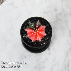 Cactus Gymnocalycium Mihanovichii F. Variegata Mixed -Tulip Bloom CACT GYMNOCALY T43422