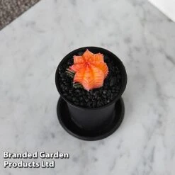 Cactus Gymnocalycium Mihanovichii F. Variegata Mixed -Tulip Bloom CACT GYMNOCALY T43428