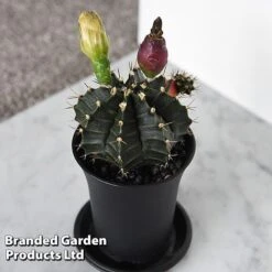 Cactus Gymnocalycium Mihanovichii F. Variegata Mixed -Tulip Bloom CACT GYMNOCALY T43433