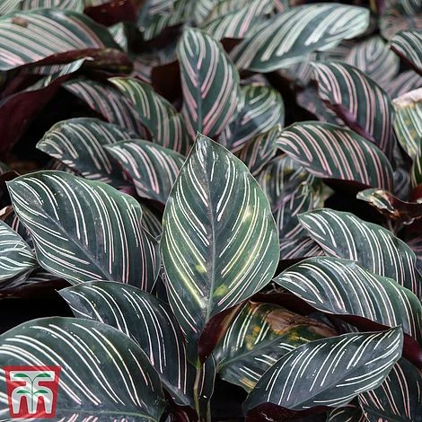 Calathea 'Sanderiana' 3 Calathea 'Sanderiana' - Image 3