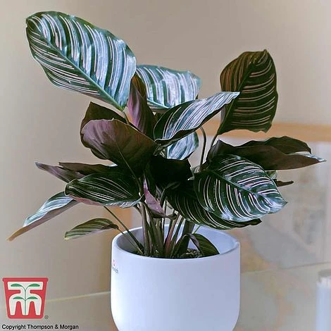 Calathea 'Sanderiana' 1 Calathea 'Sanderiana'