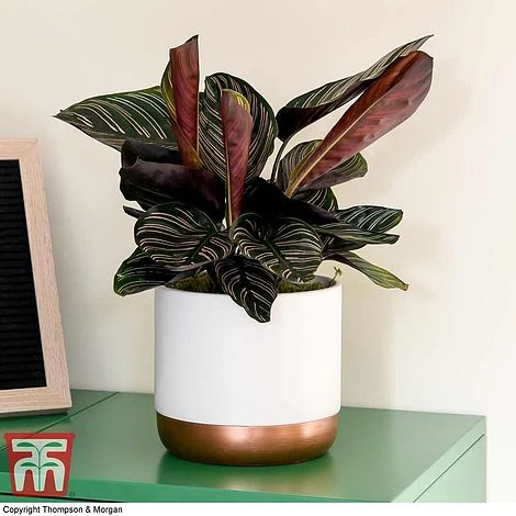 Calathea 'Sanderiana' 2 Calathea 'Sanderiana' - Image 2