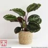 Calathea Roseopicta 'Medallion'