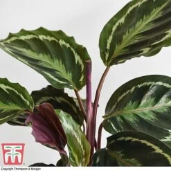 Calathea Roseopicta 'Medallion' 18 Calathea Roseopicta 'Medallion' -Tulip Bloom CALA TKA2873 G