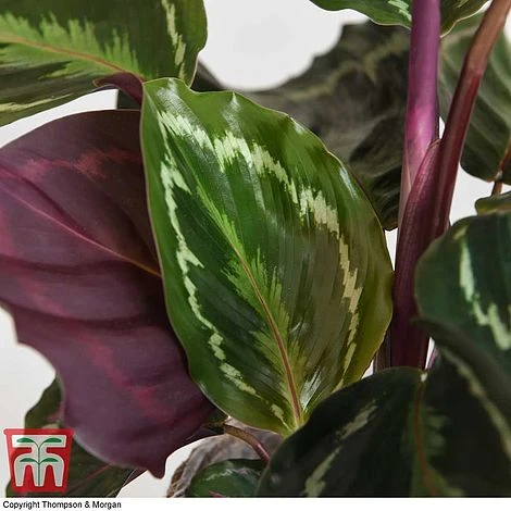 Calathea Roseopicta 'Medallion' 11 Calathea Roseopicta 'Medallion' - Image 11