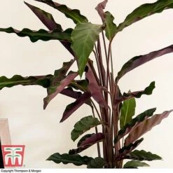 Calathea Rufibarba -Tulip Bloom CALA TKA2874 C