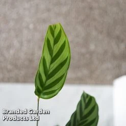 Calatheas Concinna 'Freddie' 12 Calatheas Concinna 'Freddie' -Tulip Bloom CALA FREDDY T44572