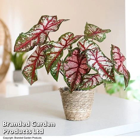 Caladium Heart To Heart® 'Bottle Rocket' 1 Caladium Heart To Heart® 'Bottle Rocket'