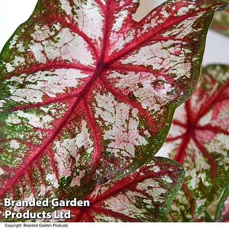 Caladium Heart To Heart® 'Bottle Rocket' 2 Caladium Heart To Heart® 'Bottle Rocket' - Image 2