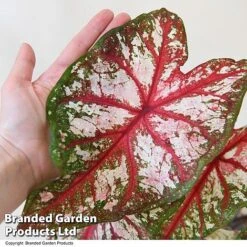 Caladium Heart To Heart® 'Bottle Rocket' 6 Caladium Heart To Heart® 'Bottle Rocket' -Tulip Bloom CALA H2HBOTTLE T43453