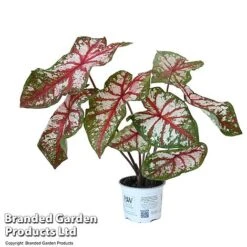 Caladium Heart To Heart® 'Bottle Rocket' 7 Caladium Heart To Heart® 'Bottle Rocket' -Tulip Bloom CALA H2HBOTTLE T43454