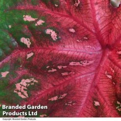 Caladium Heart To Heart® 'Fast Flash' -Tulip Bloom CALA H2HFASTFL T43458