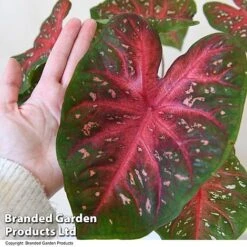 Caladium Heart To Heart® 'Fast Flash' -Tulip Bloom CALA H2HFASTFL T43459