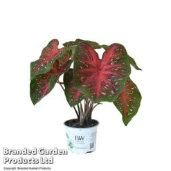 Caladium Heart To Heart® 'Fast Flash' -Tulip Bloom CALA H2HFASTFL T43460