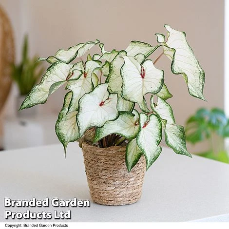 Caladium Heart To Heart® 'White Wonder' 1 Caladium Heart To Heart® 'White Wonder'